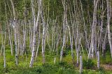 Birch Grove_03290